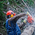 How Professional Tree Maintenance Services In Austin Can Enhance Your Landscape