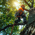 Understanding The Role Of Soil Health In Tree Maintenance In Windermere