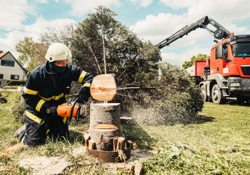 Choosing The Right Tree Service For Comprehensive Tree Maintenance In Portland