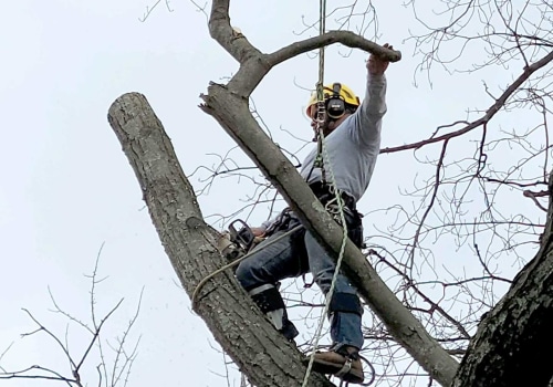 Tree Trimming In Louisville: A Key Component Of Effective Tree Maintenance