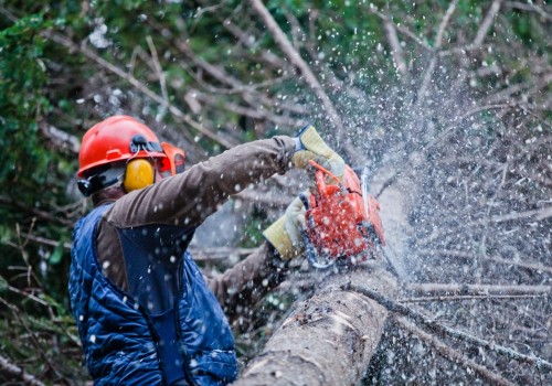 How Professional Tree Maintenance Services In Austin Can Enhance Your Landscape