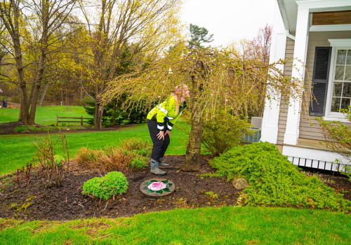 The Importance Of Tree Maintenance For A Healthy Lawn In Derry, NH