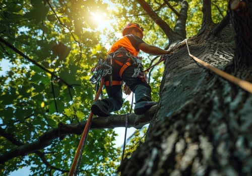 Understanding The Role Of Soil Health In Tree Maintenance In Windermere